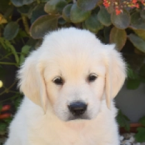 Sephia, cream Golden Retriever Welpen kaufen