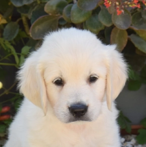 Golden Retriever Welpe kaufen