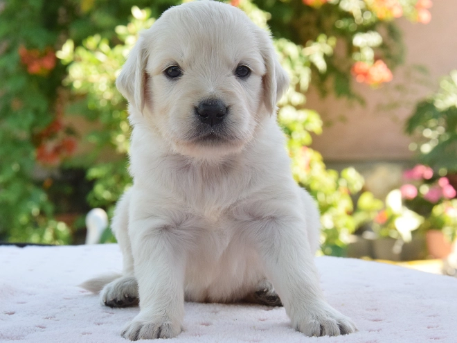 Perros Golden Retriever en venta