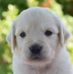 Golden Retriever puppy for sale