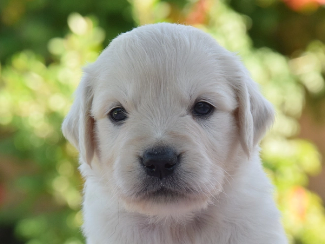 Perros Golden Retriever en venta