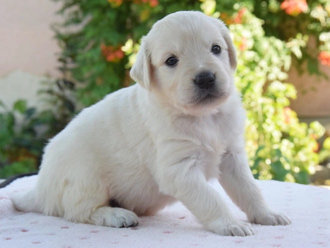 Perros Golden Retriever en venta
