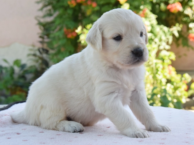 Perros Golden Retriever en venta