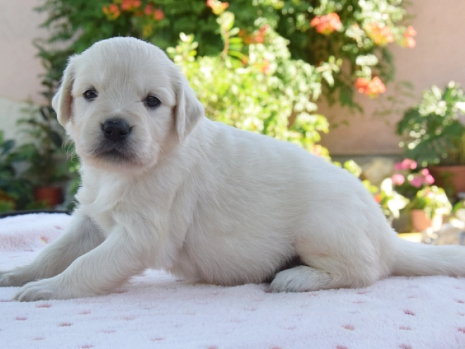 Perros Golden Retriever en venta