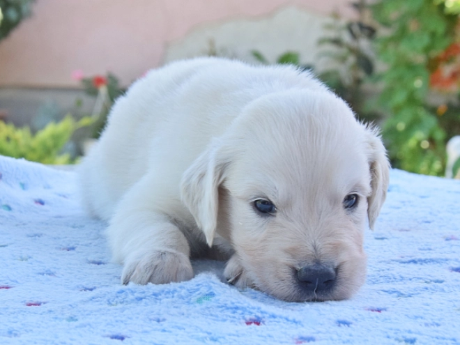 Golden Retriever puppy for sale