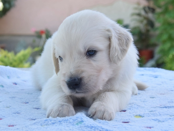 Golden Retriever puppy for sale