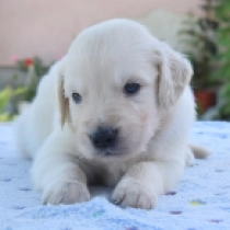 Jagger, cream Golden Retriever en venta