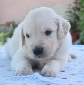 Golden Retriever puppy for sale