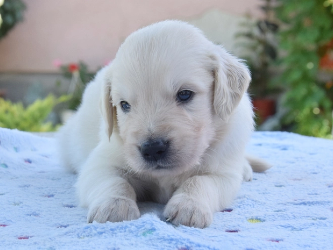 Golden Retriever puppy for sale