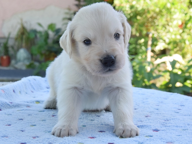 Golden Retriever puppy for sale