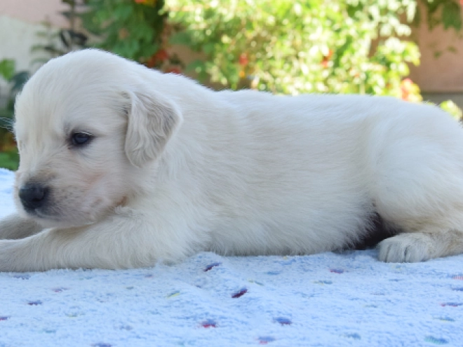 Golden Retriever puppy for sale