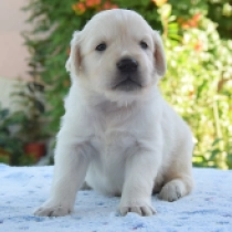 E.T. Harvey, cream Golden Retriever en venta