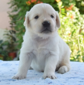 Golden Retriever puppy for sale