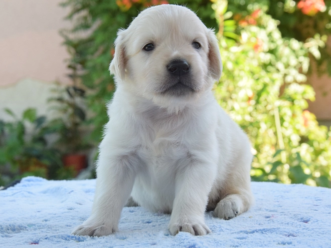 Golden Retriever puppy for sale