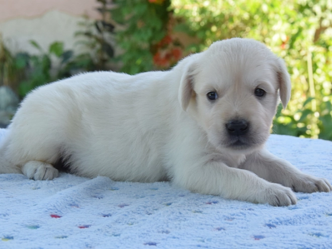 Golden Retriever puppy for sale