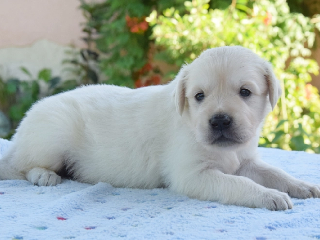 Golden Retriever puppy for sale