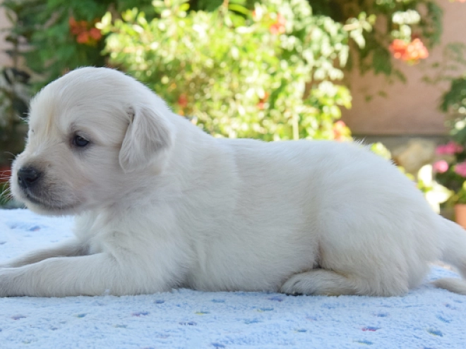 Golden Retriever puppy for sale