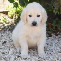E.T. Harvey, cream Golden Retriever Welpen kaufen
