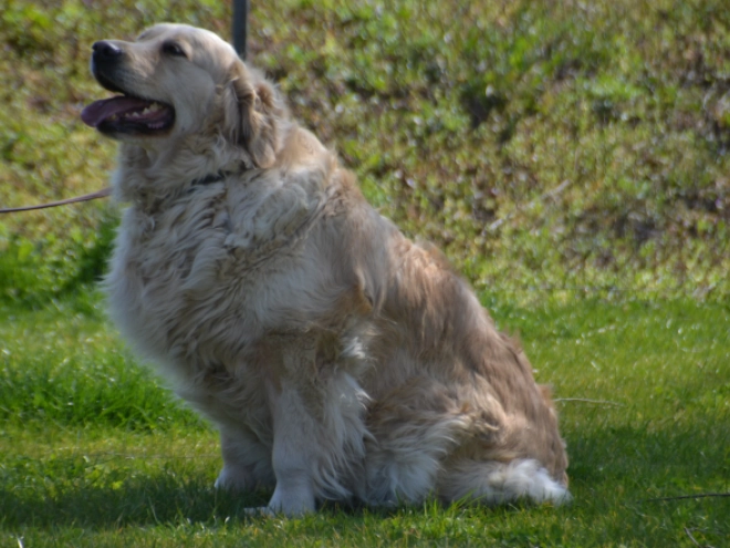 Golden Retriever puppy for sale