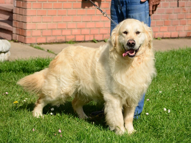 Golden Retriever puppy for sale