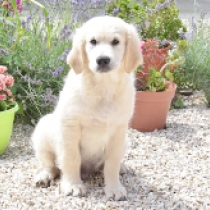 E.T. Harvey, cream Golden Retriever en venta