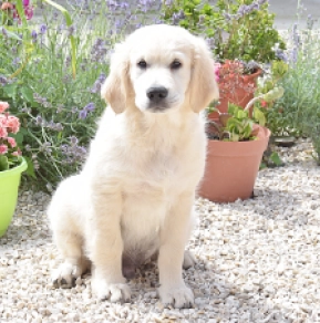 Golden Retriever Welpe kaufen