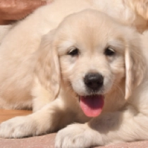 E.T. Harvey, cream Golden Retriever Welpen kaufen