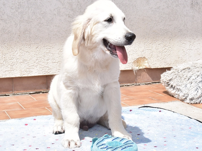 Golden Retriever Welpe kaufen