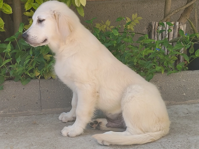 Golden Retriever Welpe kaufen