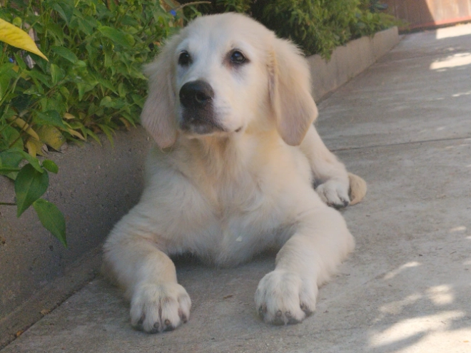 Golden Retriever Welpe kaufen