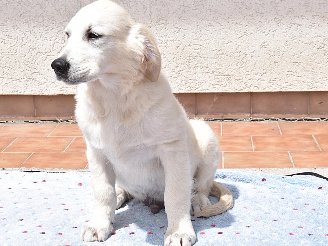 Golden Retriever Welpe kaufen