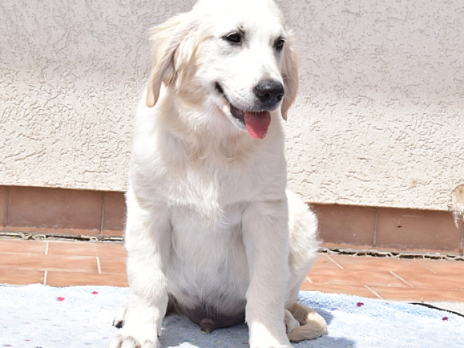 Golden Retriever Welpe kaufen