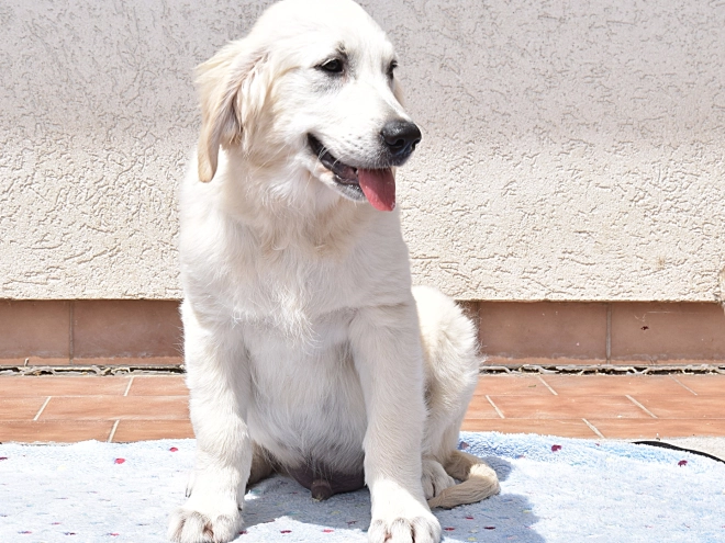 Golden Retriever Welpe kaufen