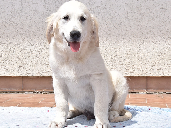 Golden Retriever Welpe kaufen
