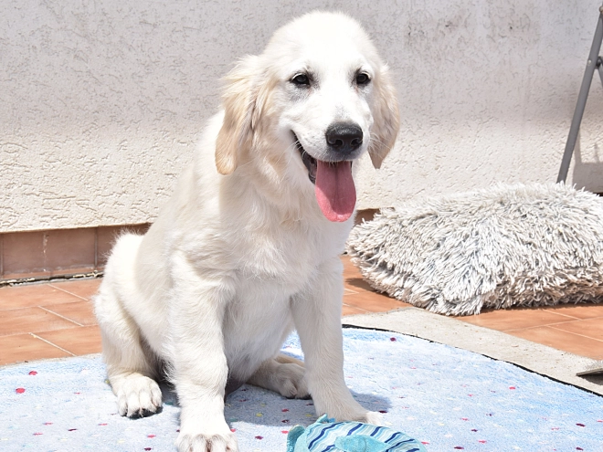 Golden Retriever Welpe kaufen