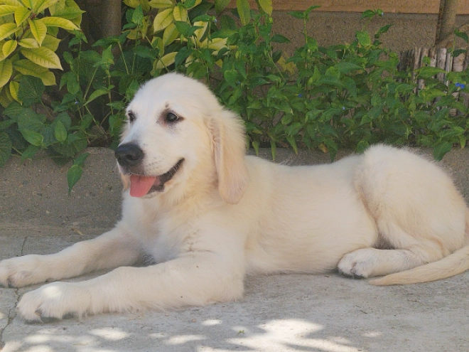 Golden Retriever Welpe kaufen
