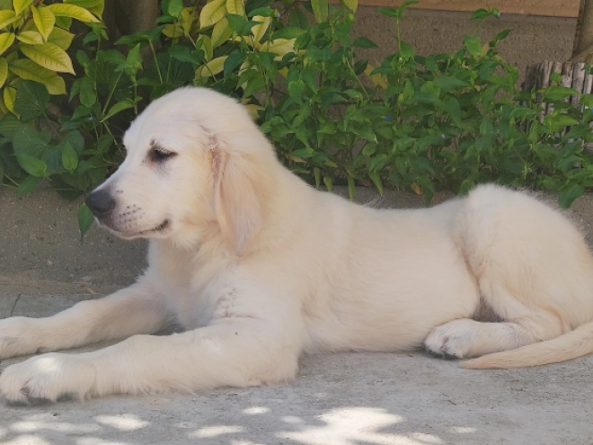 Golden Retriever Welpe kaufen