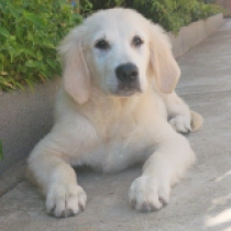 Maxwell, cream Golden Retriever en venta
