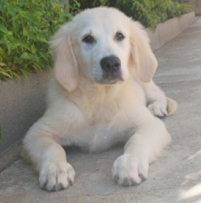Golden Retriever Welpe kaufen