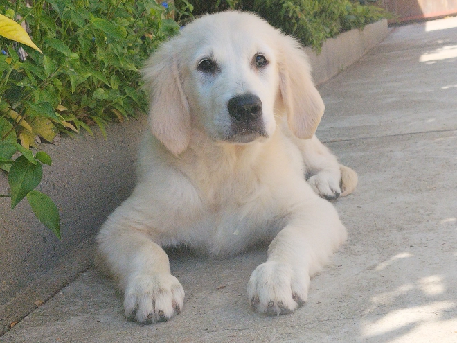 Golden Retriever Welpe kaufen