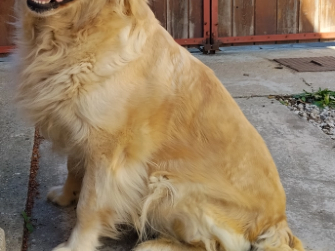 Golden Retriever Welpe kaufen