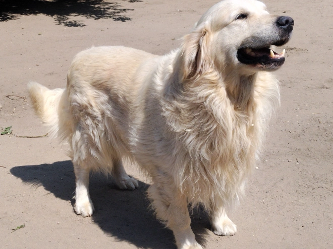 Golden Retriever Welpe kaufen