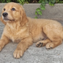 Jagger, golden Golden Retriever for sale