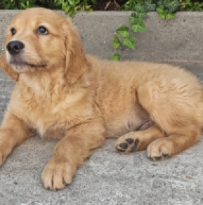 Golden Retriever Welpe kaufen