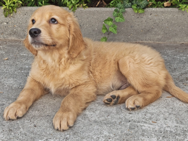 Golden Retriever puppy for sale