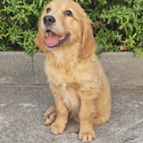 Jagger, golden Golden Retriever Welpen kaufen