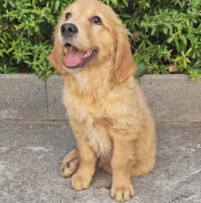 Golden Retriever Welpe kaufen