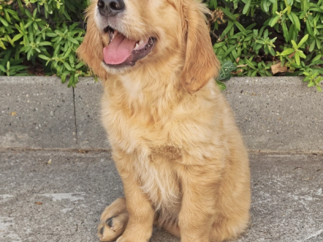 Golden Retriever puppy for sale
