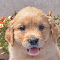 Jagger, golden Golden Retriever Welpen kaufen