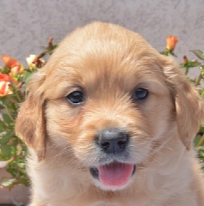 Golden Retriever Welpe kaufen